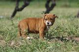 AMSTAFF  PUPPIES 127